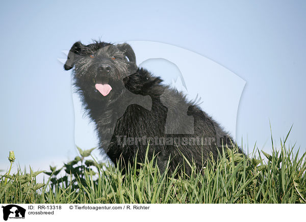 Schnauzer-Mischling / crossbreed / RR-13318