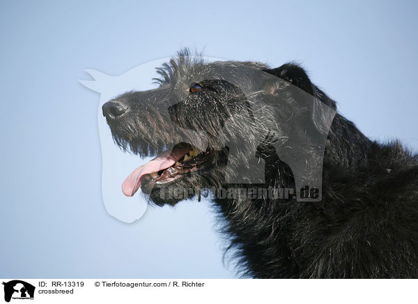 Schnauzer-Mischling / crossbreed / RR-13319