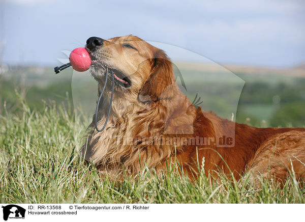 Hovawart-Mischling / Hovawart crossbreed / RR-13568