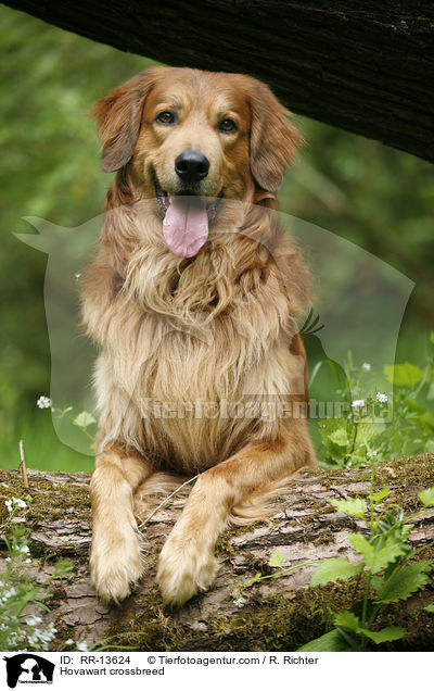 Hovawart-Mischling / Hovawart crossbreed / RR-13624