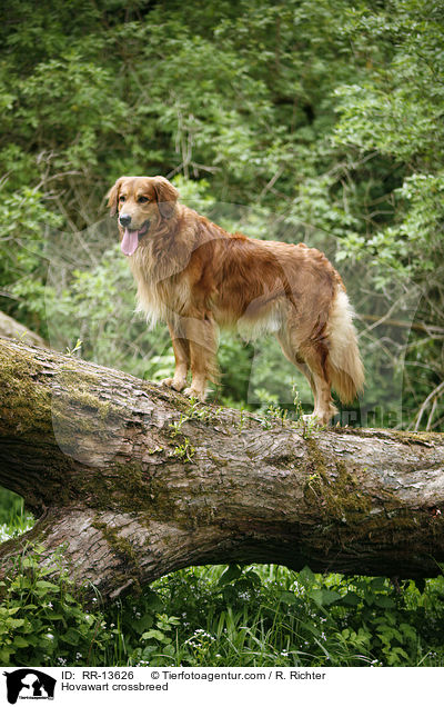 Hovawart-Mischling / Hovawart crossbreed / RR-13626