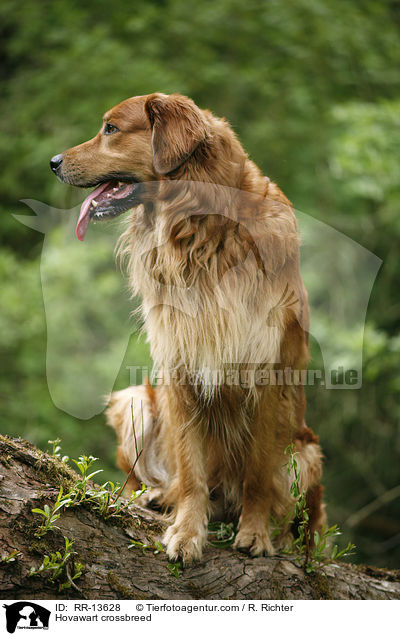 Hovawart-Mischling / Hovawart crossbreed / RR-13628