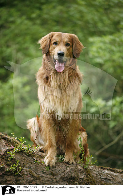 Hovawart-Mischling / Hovawart crossbreed / RR-13629