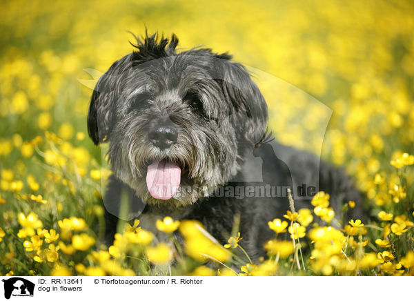 Hund im Blumenmeer / dog in flowers / RR-13641