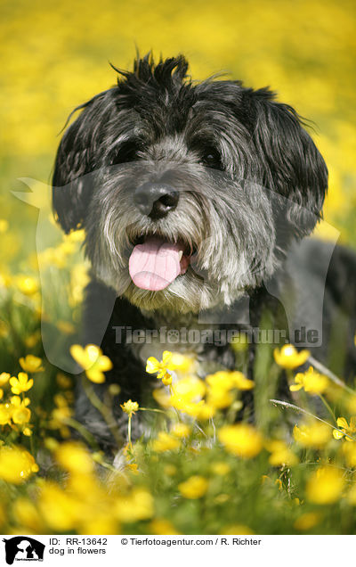 dog in flowers / RR-13642