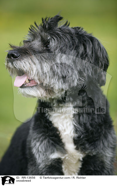 Mischling / crossbreed / RR-13656