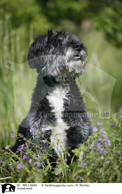 Mischling / crossbreed / RR-13659