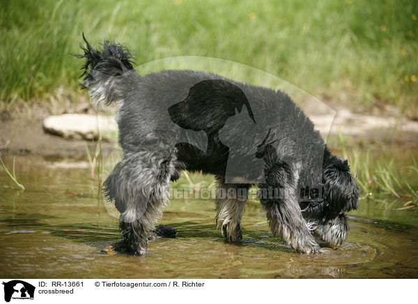 Mischling / crossbreed / RR-13661