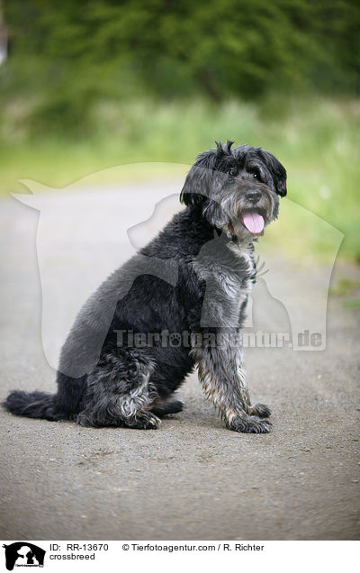 Mischling / crossbreed / RR-13670