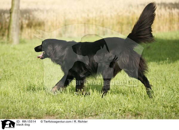 schwarzer Hund / black dog / RR-15514