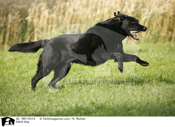 schwarzer Hund / black dog / RR-15515