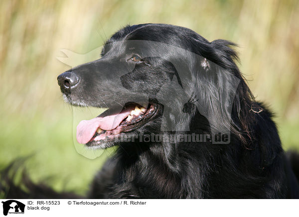 schwarzer Hund / black dog / RR-15523