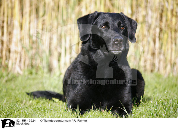 schwarzer Hund / black dog / RR-15524