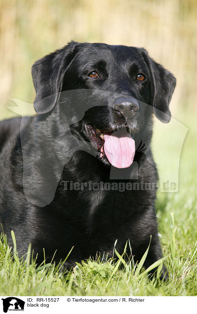 schwarzer Hund / black dog / RR-15527