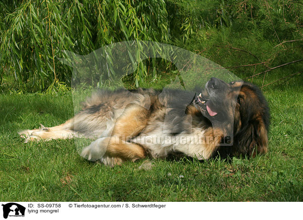 liegender Mischling / lying mongrel / SS-09758