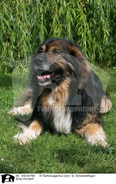 liegender Mischling / lying mongrel / SS-09760