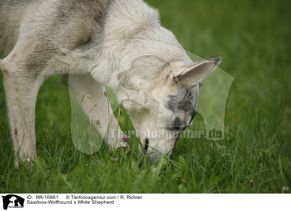 Saarloos-Wolfhund x Weier Schferhund / Saarloos-Wolfhound x White Shepherd / RR-16861
