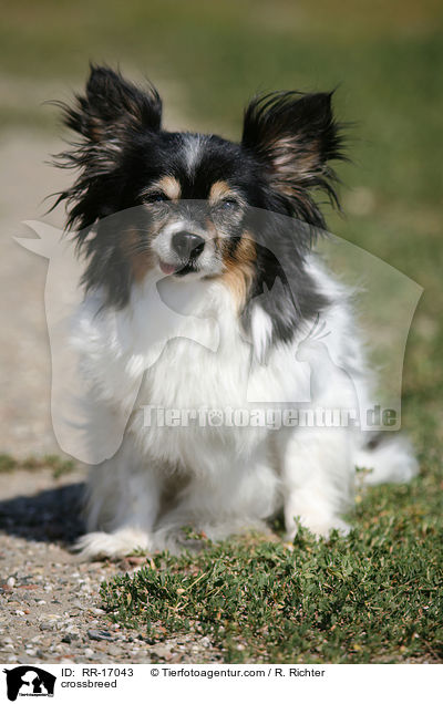 Mischling / crossbreed / RR-17043