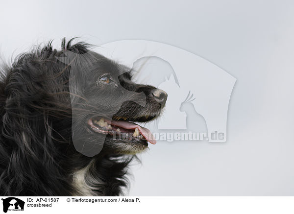 Mischling Portrait / crossbreed / AP-01587