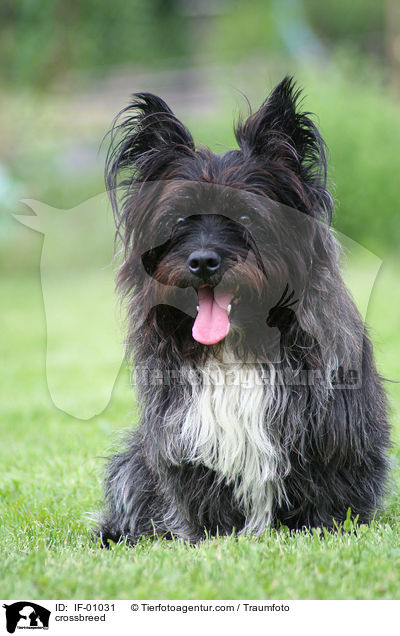 West-Highland-White-Terrier-Mischling / crossbreed / IF-01031