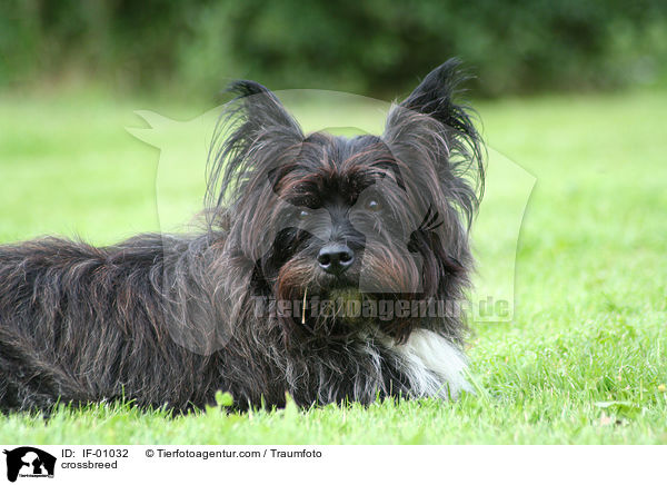 West-Highland-White-Terrier-Mischling / crossbreed / IF-01032