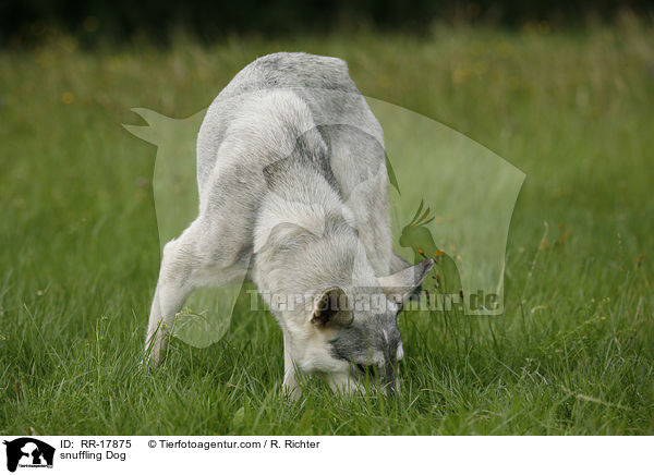 schnuppernder Hund / snuffling Dog / RR-17875