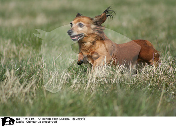 Dackel-Chihuahua-Mix / Dackel-Chihuahua crossbreed / IF-01649