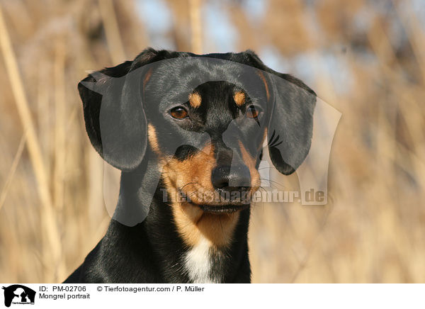 Mischling Portrait / Mongrel portrait / PM-02706