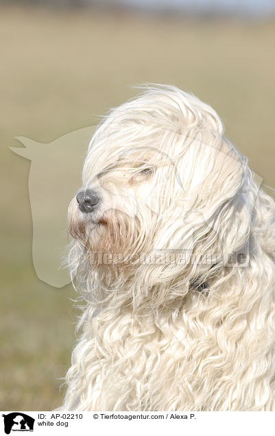 weier Mischling / white dog / AP-02210