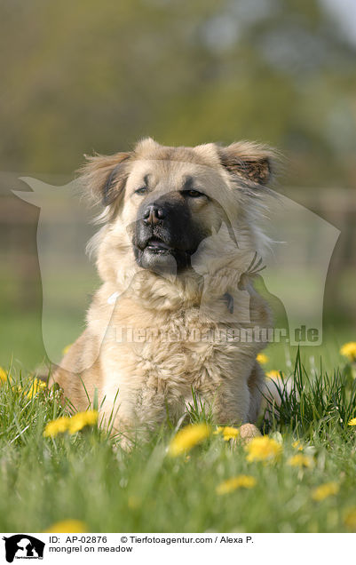 Mischling im Gras / mongrel on meadow / AP-02876