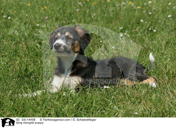 lying mongrel puppy / SS-14498