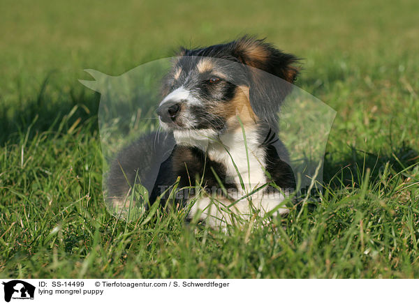 lying mongrel puppy / SS-14499