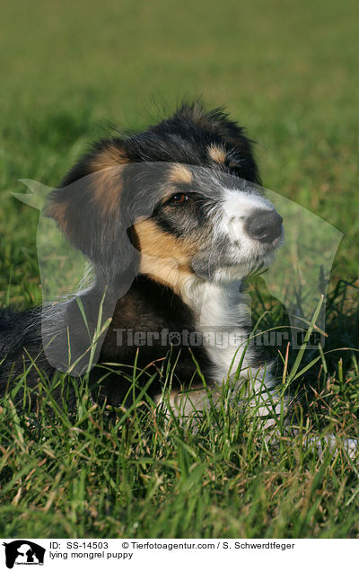 lying mongrel puppy / SS-14503