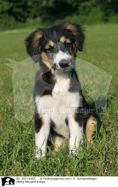 sitting Mongrel puppy / SS-14505