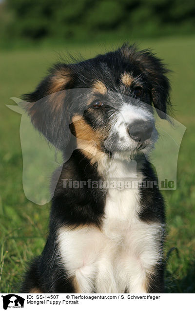 Mongrel Puppy Portrait / SS-14507