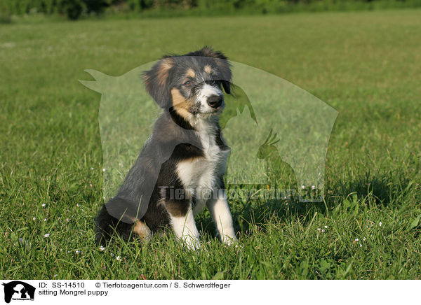sitting Mongrel puppy / SS-14510