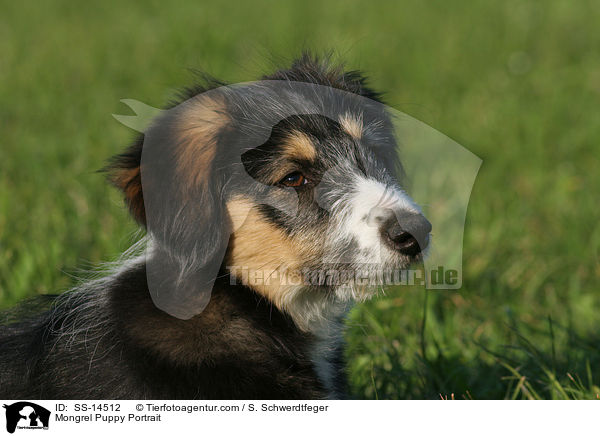 Mongrel Puppy Portrait / SS-14512