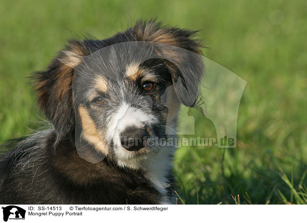 Mongrel Puppy Portrait / SS-14513