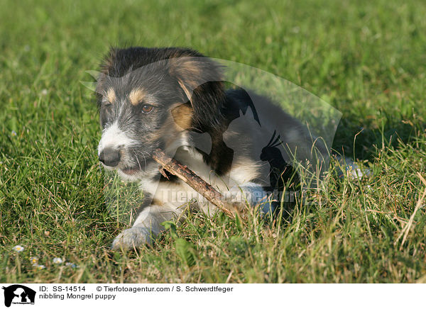 nibbling Mongrel puppy / SS-14514