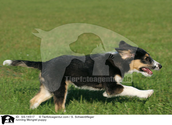 rennender Border-Collie-Mischling Welpe / running Mongrel puppy / SS-14517