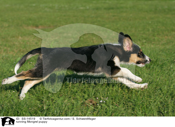 running Mongrel puppy / SS-14519