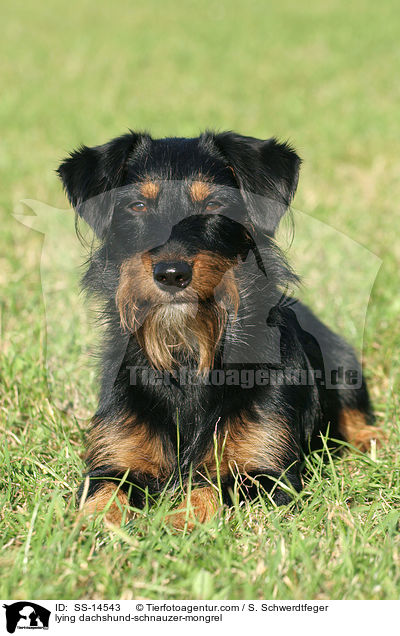 liegender Dackel-Schnauzer-Mischling / lying dachshund-schnauzer-mongrel / SS-14543