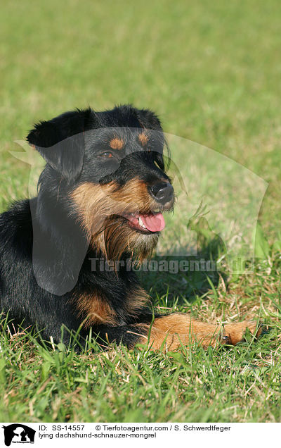 liegender Dackel-Schnauzer-Mischling / lying dachshund-schnauzer-mongrel / SS-14557