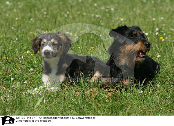 2 Mischlinge auf der Wiese / 2 mongrels in the meadow / SS-14587