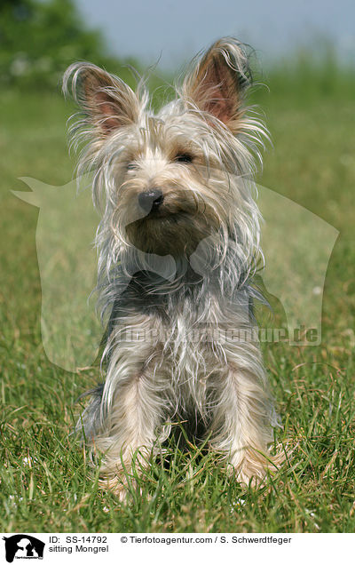 sitzender Yorkshire-Terrier-Mischling / sitting Mongrel / SS-14792