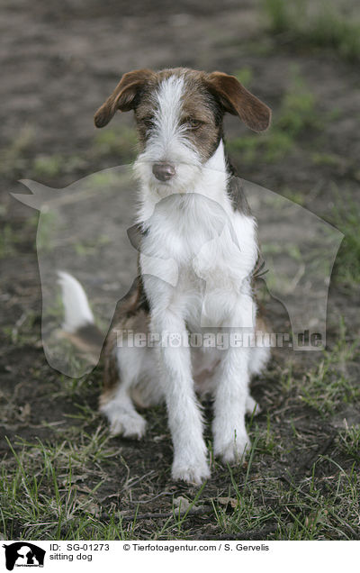 sitting dog / SG-01273