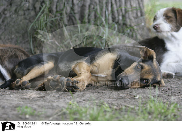 liegende Hunde / lying dogs / SG-01281