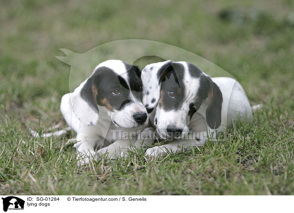 lying dogs / SG-01284