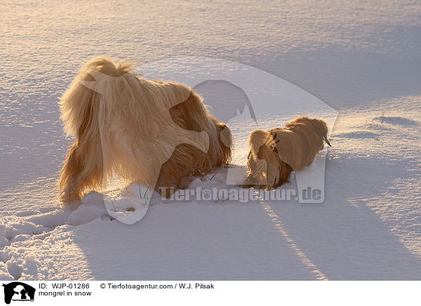 Mischlingshund im Schnee / mongrel in snow / WJP-01286