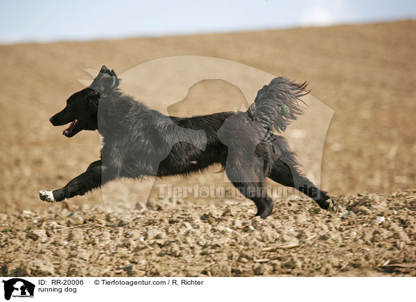 rennender Hund / running dog / RR-20006